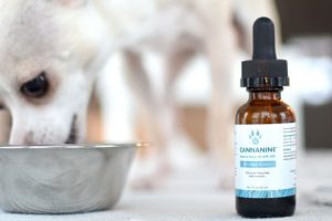 The-Ultimate-Guide-To-CBD-Hemp-Oil-For-Dogs